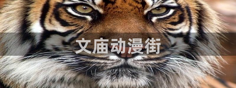 age动漫：文庙动漫街
